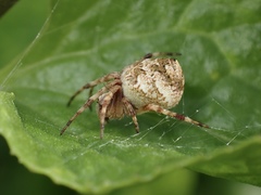 Araneus acuminatus