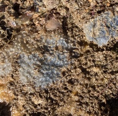 Dysideidae