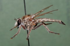 Asilidae