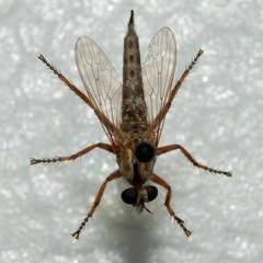 Asilidae