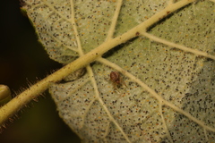 Phyllactinia guttata