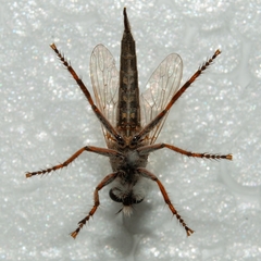Asilidae