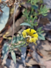 Goodenia glauca