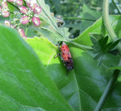 Rhodobaenus tredecimpunctatus