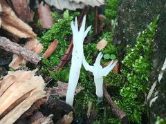 Fungi