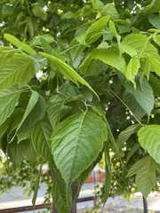 Angiospermae