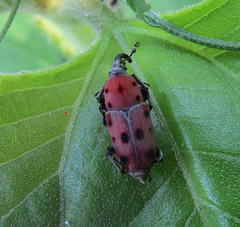 Rhodobaenus tredecimpunctatus