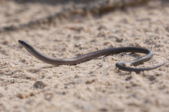 Delma australis