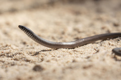 Delma australis