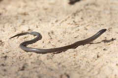 Delma australis