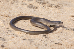 Delma butleri