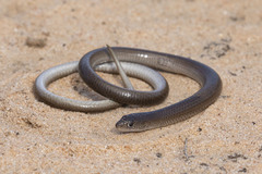 Delma butleri