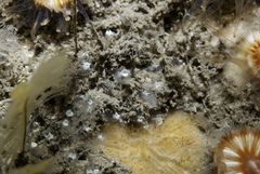 Pycnoclavella stolonialis