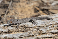 Strophurus intermedius