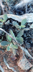 Crassula anso-lerouxiae