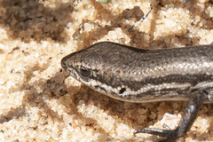 Shrubland Morethia Skink photo 3