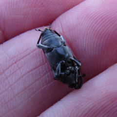 Rhodobaenus tredecimpunctatus