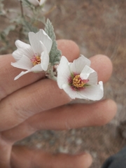 Sphaeralcea mendocina