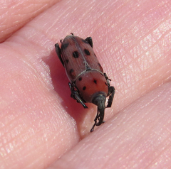 Rhodobaenus tredecimpunctatus