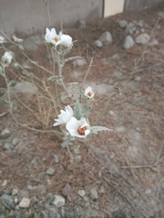 Sphaeralcea mendocina