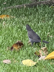Turdus merula cabrerae