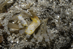 Crimora papillata