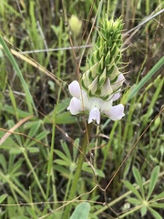 Lupinus microcarpus