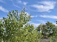 Populus deltoides wislizenii