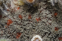 Eurypon major