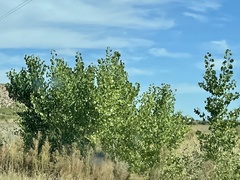 Populus deltoides wislizenii