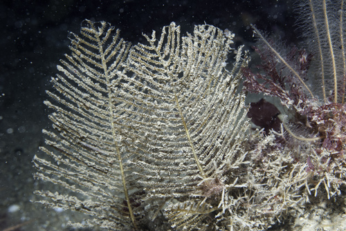 sea spleenwort