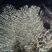 Jointed Hydroid - Photo (c) Bernard Picton, some rights reserved (CC BY), uploaded by Bernard Picton