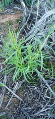 Senecio sarcoides