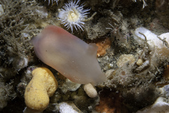 Ascidia virginea