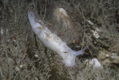 Dendronotus europaeus