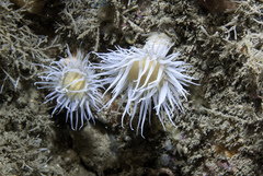 Actinothoe sphyrodeta