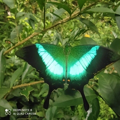 Papilio buddha