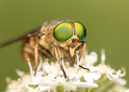 Philipomyia aprica (Meigen, 1820)
