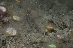 Polyplumaria flabellata