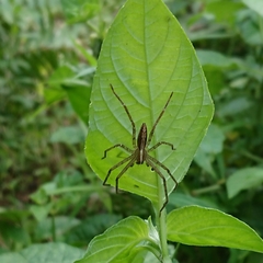 Heteropoda ocyalina