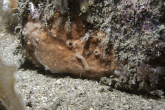 Clathria strepsitoxa