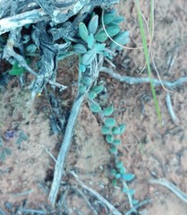Curio radicans
