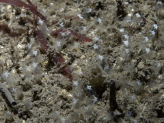 Pycnoclavella stolonialis