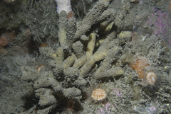 Stelligera stuposa