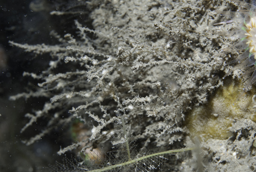 sea tamarisk
