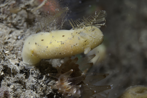 Jorunna artsdatabankia