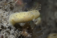 Jorunna artsdatabankia