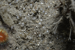 Pycnoclavella stolonialis