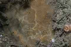 Hymedesmia peachii