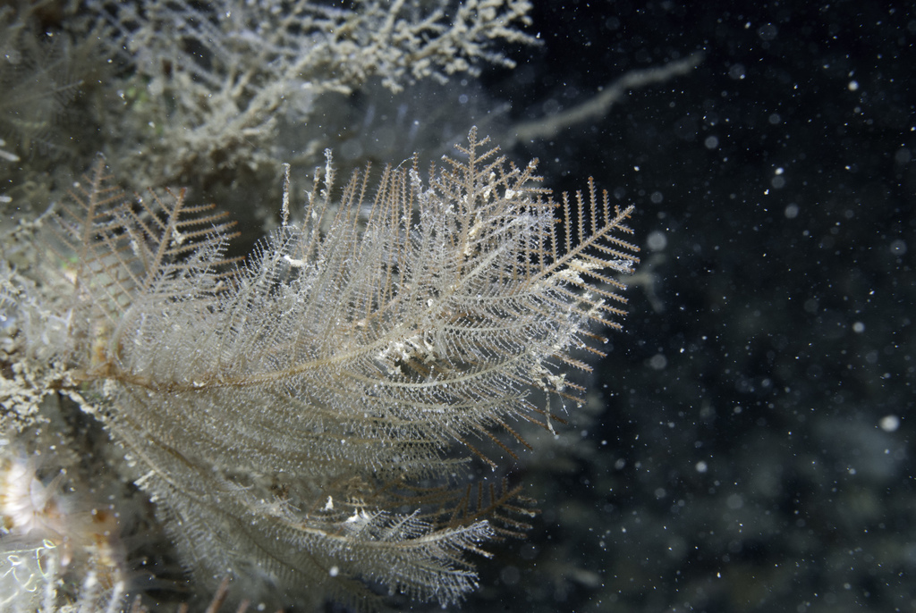 Polyplumaria flabellata